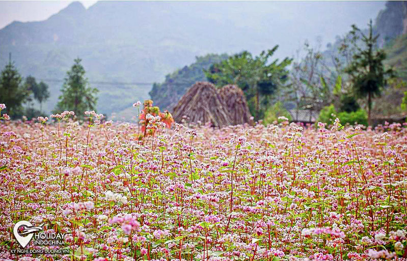 Ghé thăm thung lũng Sủng Là – 'ốc đảo' nở hoa của Hà Giang