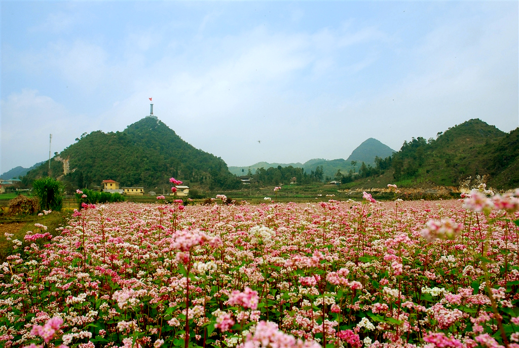 Đến Hà Giang ngắm vẻ đẹp thuần khiết của hoa tam giác mạch