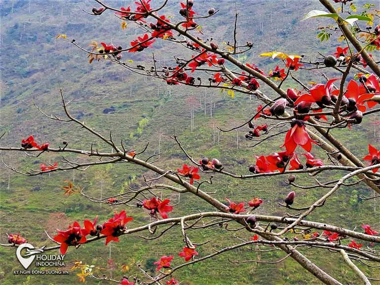 Hà Giang tháng Ba hoa Gạo đỏ khắp trời