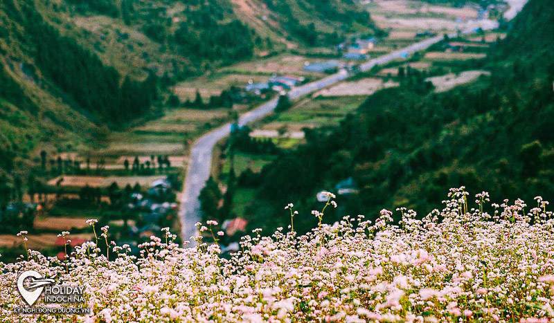 Bật mí 7 nơi săn hoa tam giác mạch đẹp nhất Hà Giang