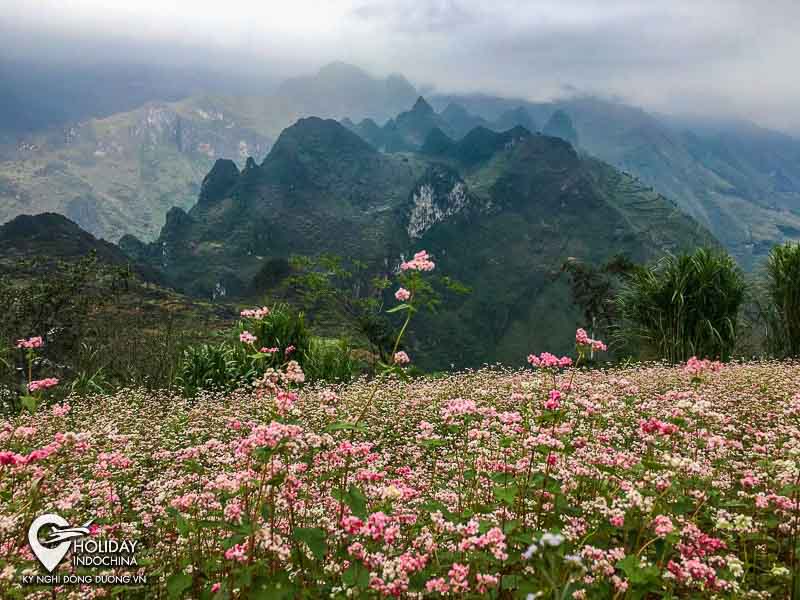 Đón mùa hoa tam giác mạch tại Hà Giang