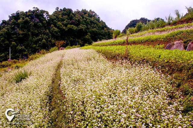 4 nơi ”sống ảo” cực đẹp với hoa Tam Giác Mạch Hà Giang