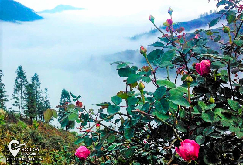 Lạc bước giữa thung lũng hoa hồng Sapa rực rỡ ngàn hoa