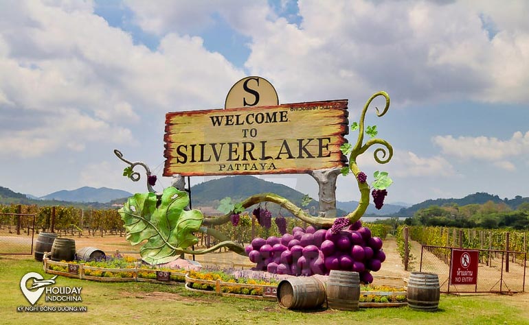 Vườn nho Pattaya Silverlake có gì đáng xem? (2024)