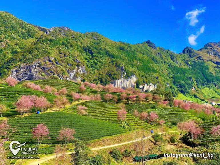Có gì cần biết từ (2025) để đi ngắm hoa Sapa mùa xuân?