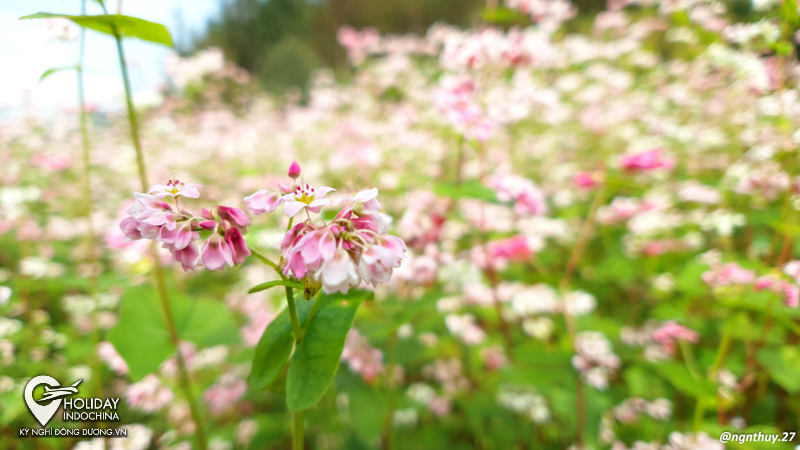 Hà Giang chỗ nào có hoa tam giác mạch đẹp?