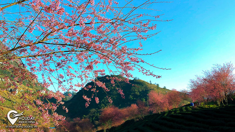 Hoa mai anh đào nở trên đồi chè Sapa