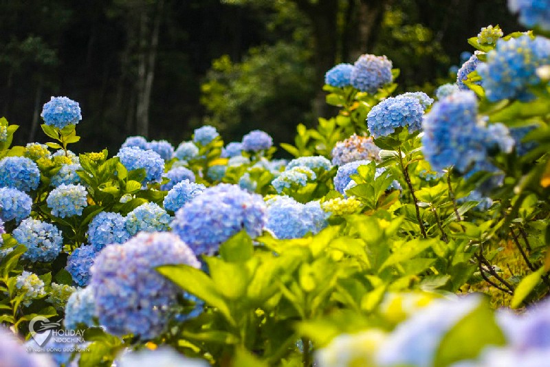 Du lịch Thác Bản Giốc – Lạc lối giữa rừng cẩm tú cầu Phia Đén