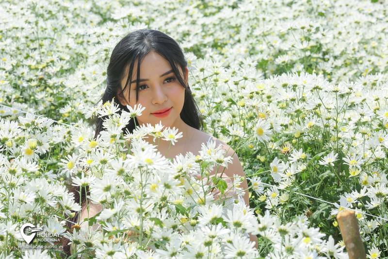 Lên Sapa 'check-in' cánh đồng cúc họa mi