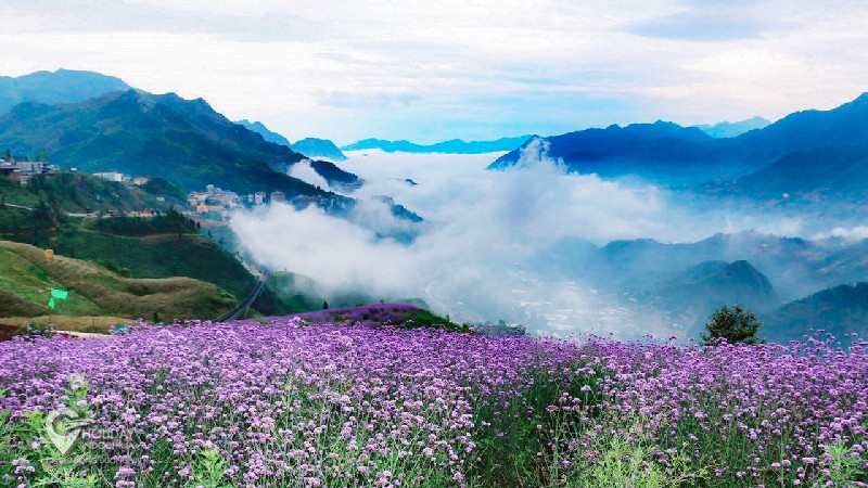 Xiêu lòng với đồi hoa oải hương Sapa
