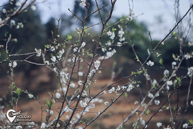 Xuân này du lịch Hà Giang có gì vui?