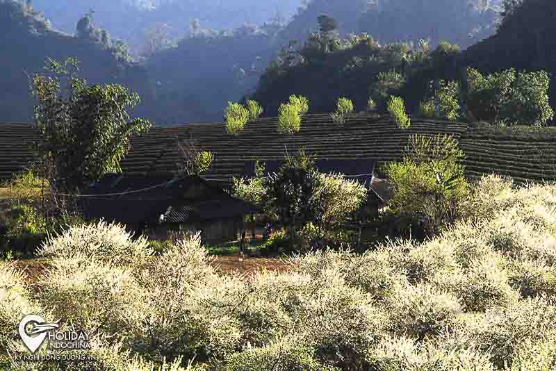 Em ơi đi Mộc Châu với anh!