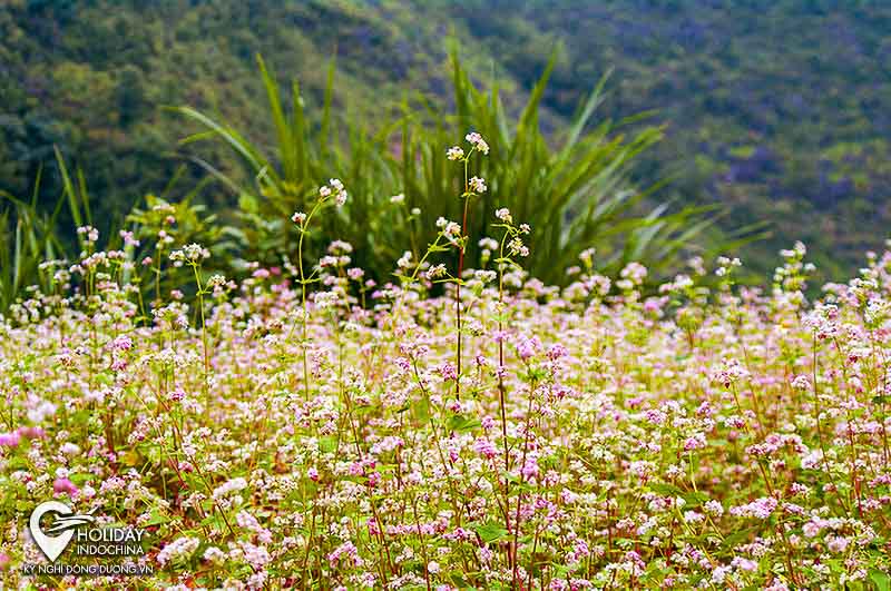 Hà Giang mùa hoa tam giác mạch 