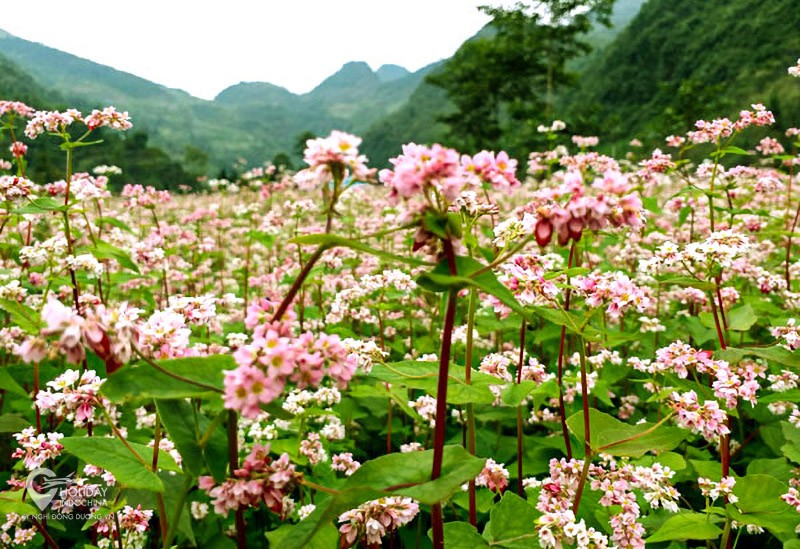 Hà Giang bốn mùa hoa rực rỡ