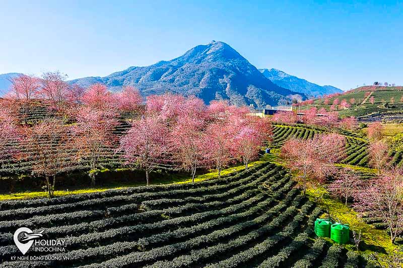 Sapa khi xuân về đẹp lắm các bạn ơi