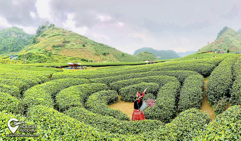 Tour Tây Bắc 4N3Đ Sapa-Mai Châu-Mộc Châu-Điện Biên-Lai Châu