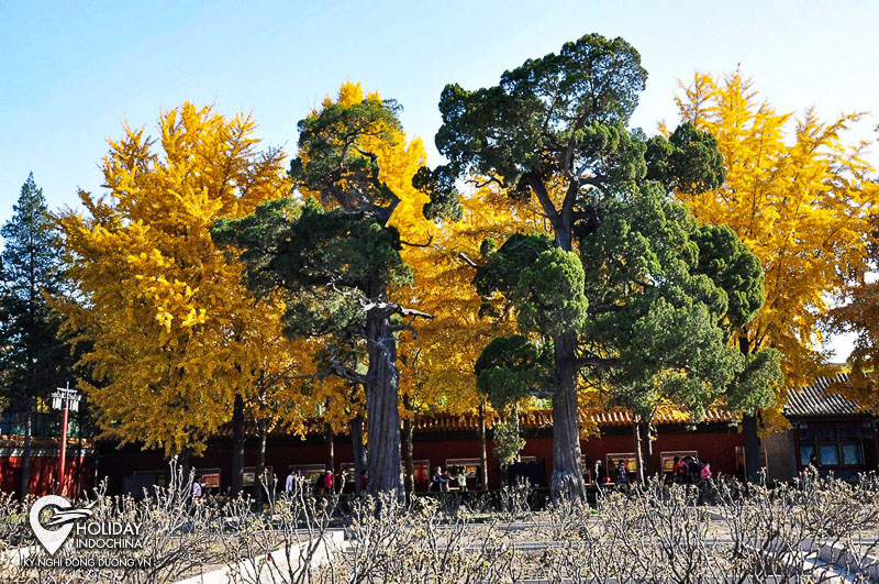 tour bắc kinh giá rẻ