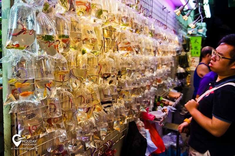 tour hongkong gi&aacute; rẻ