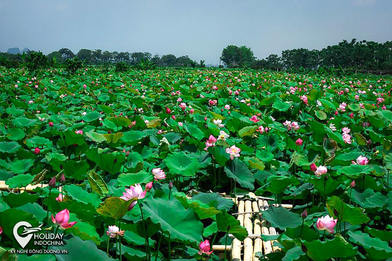 tour ch&ugrave;a hương gi&aacute; rẻ
