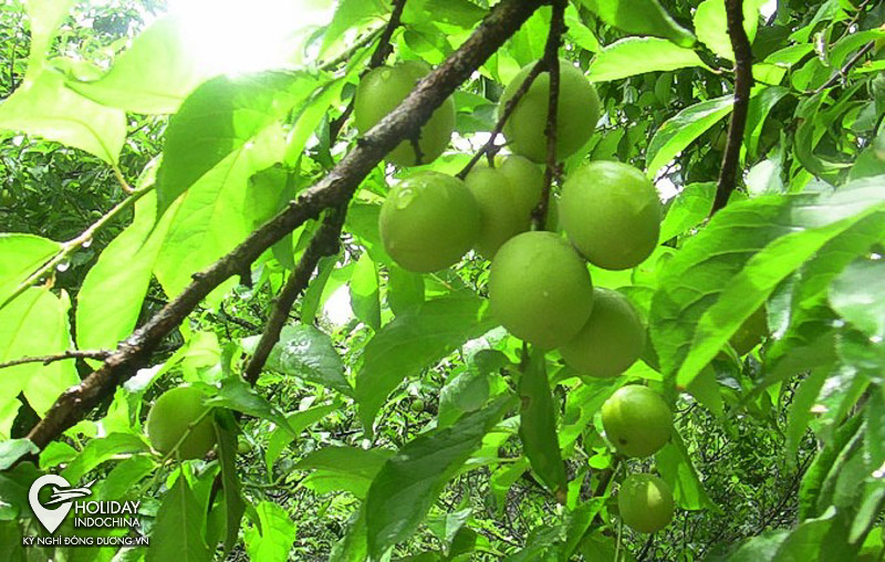 tour ch&ugrave;a hương từ h&agrave; nội