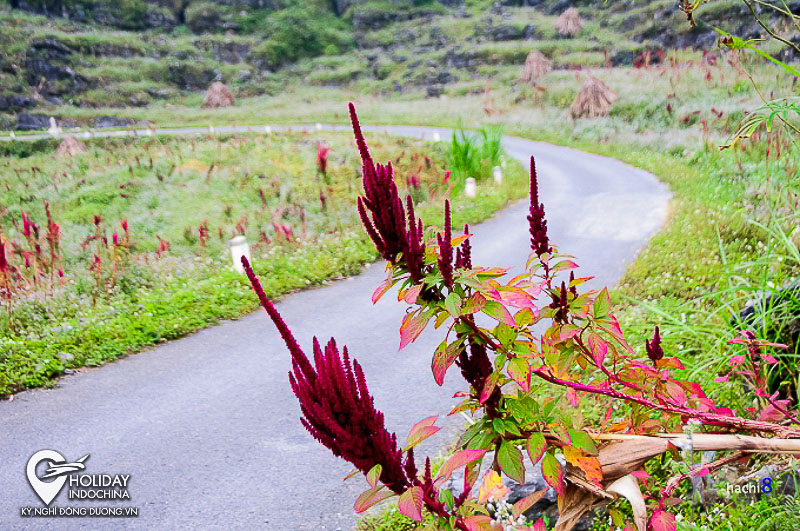 m&ugrave;a hoa h&agrave; giang