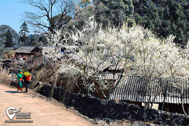 tour h&agrave; giang đồng văn lũng c&uacute;