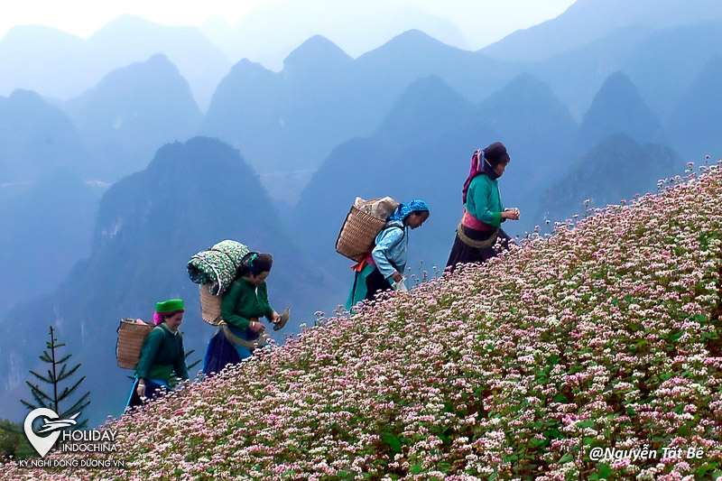 tour h&agrave; giang gi&aacute; rẻ