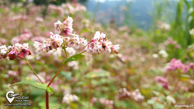 tour h&agrave; giang