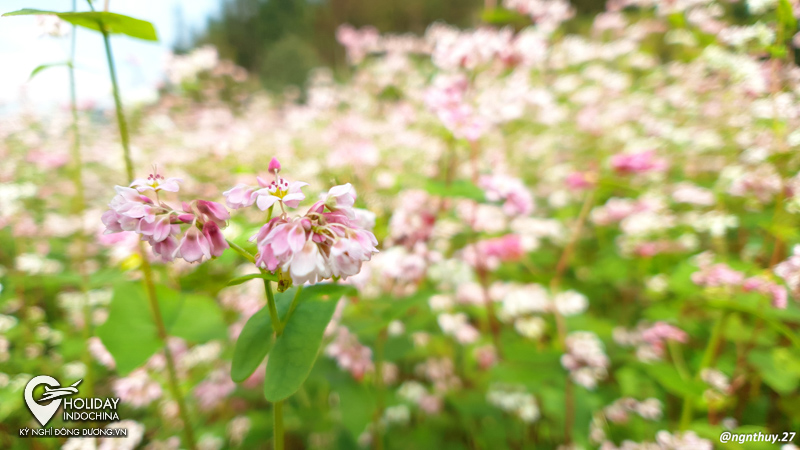 tour h&agrave; giang