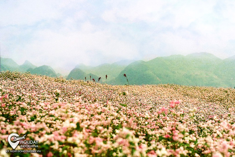 tour h&agrave; giang