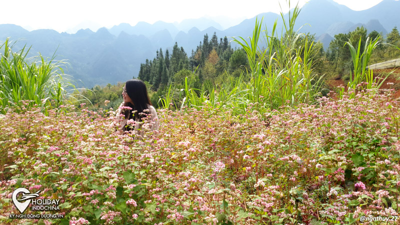 tour h&agrave; giang gi&aacute; rẻ