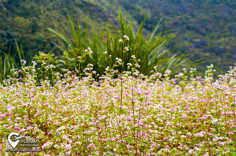 tour h&agrave; giang từ h&agrave; nội