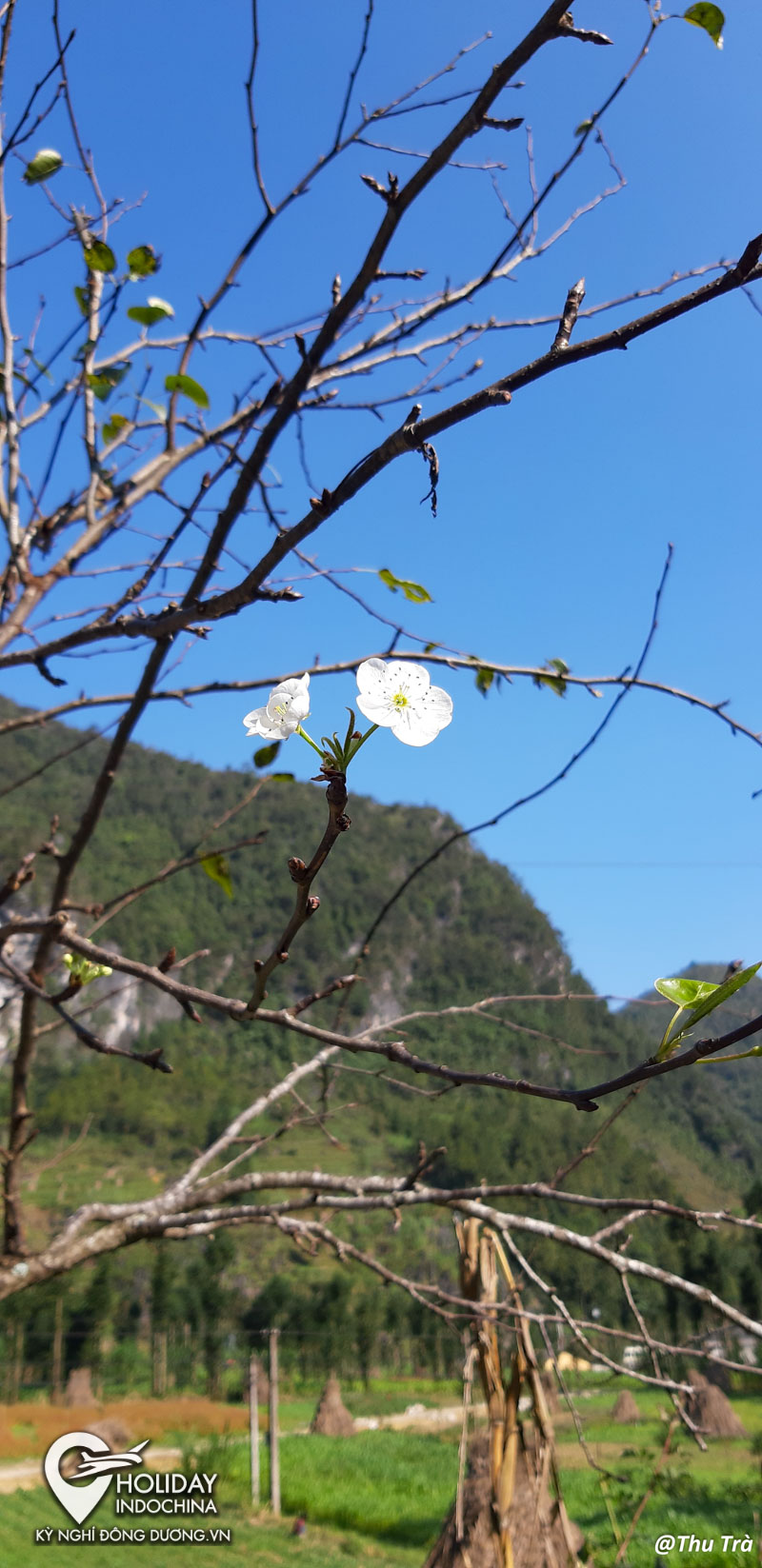tour h&agrave; giang gi&aacute; rẻ
