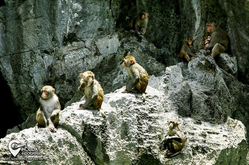 du lịch hạ long
