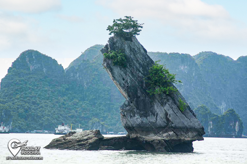 du lịch hạ long