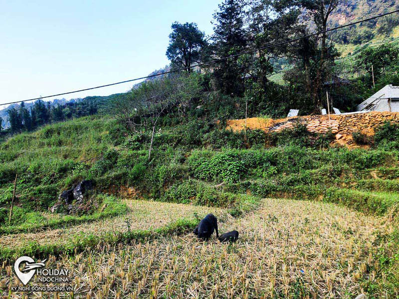 tour sapa từ h&agrave; nội