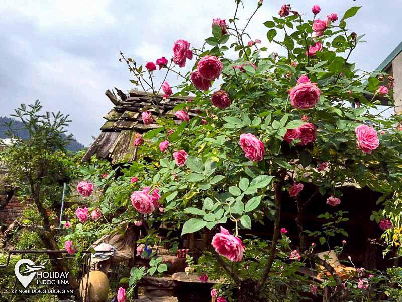 tour sapa từ h&agrave; nội