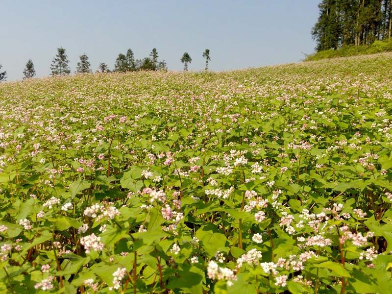 tour sapa 2 ng&agrave;y 1 đ&ecirc;m