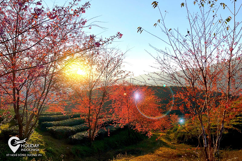 tour sapa từ h&agrave; nội