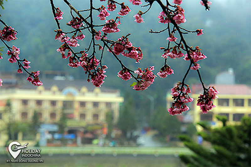 tour sapa từ h&agrave; nội