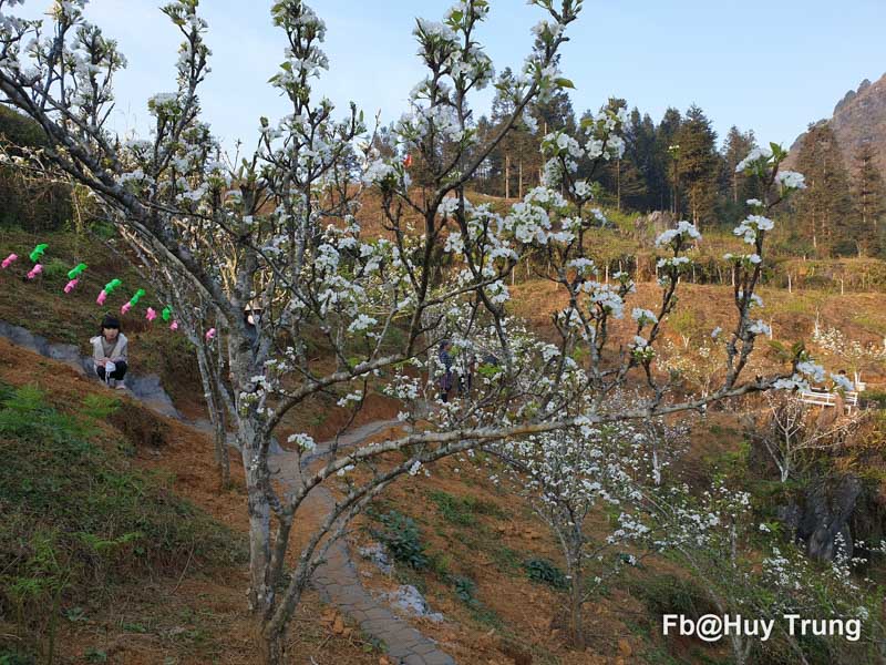 tour sapa gi&aacute; rẻ