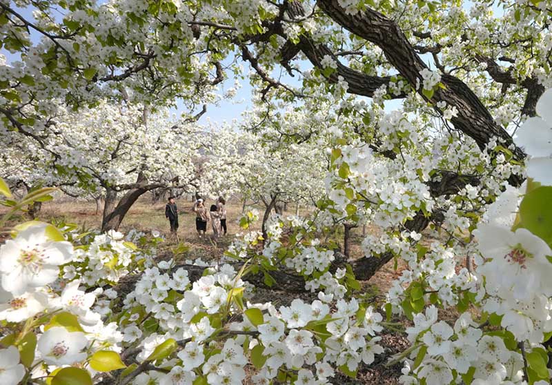 tour sapa từ h&agrave; nội