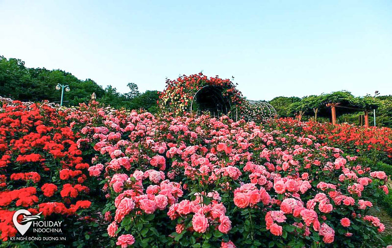 tour sapa gi&aacute; rẻ