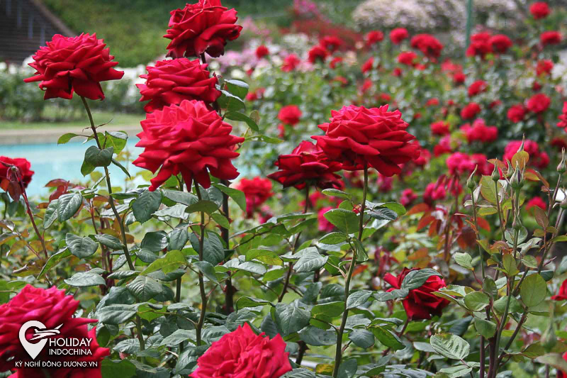 combo du lịch sapa