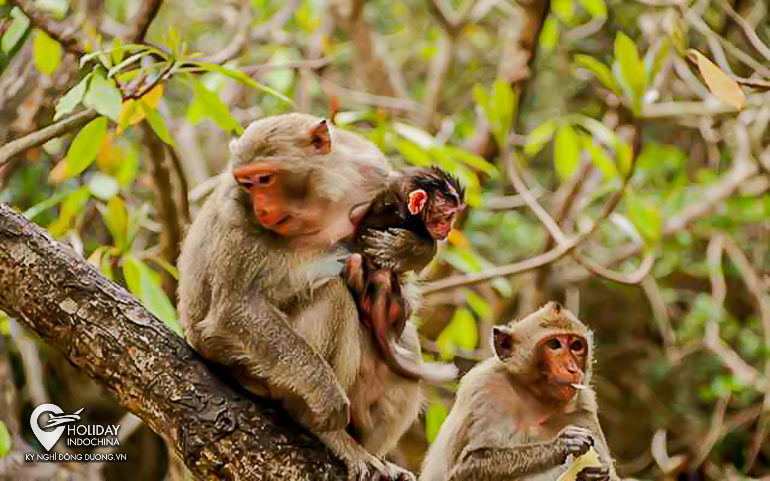 tour vịnh lan hạ