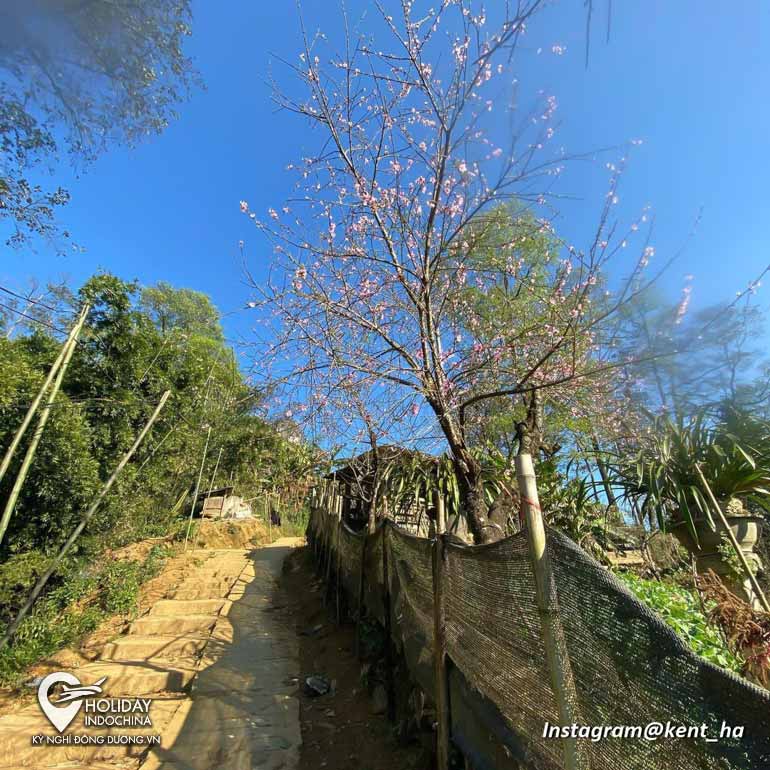 tour hà nội sapa